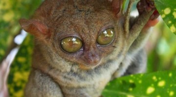 philippines-guide-for-the-firsttimer
